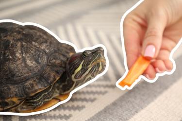Qué tortugas sí puedes tener como mascotas