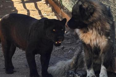 Pantera negra y perro mastín viven juntos en Chihuahua