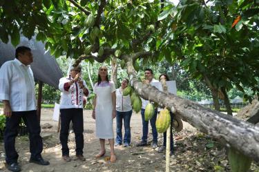 Claudia Sheinbaum anunció el proyecto “Precio justo para el cacao de Tabasco”, que busca garantizar valor agregado y exportación a Europa.