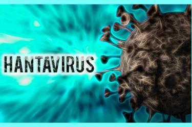 Hantavirus de los Andes: ¿Cómo se contagia y cómo identificar los síntomas?