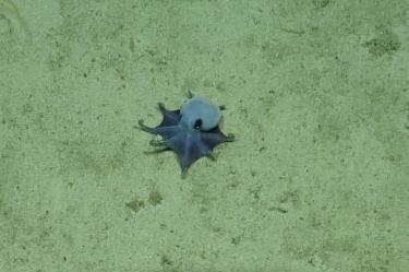 Pulpo azul Microeledone galapagensis observado en el fondo marino durante una expedición científica en Galápagos.