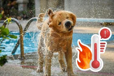 ¿Dónde mojar a tu perro cuando tiene calor? Así puedes refrescarlo