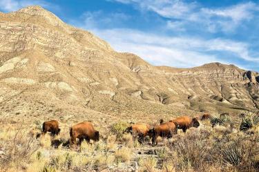 Ejemplares de bisonte americano en Coahuila.
