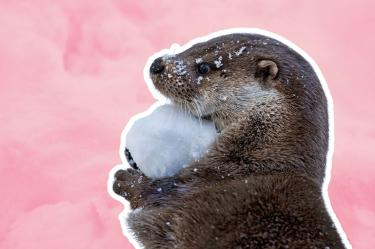 Cuánto cuesta tener una nutria en México