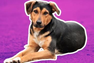 Mitos sobre los perros mestizos
