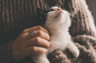 Cómo saber si eres la persona favorita de tu gato