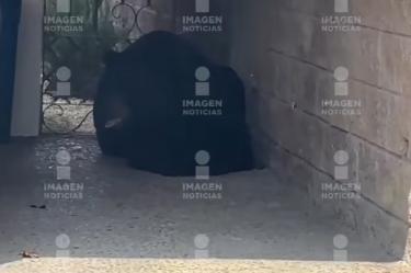 La gran osa pasó la mañana de este miércoles en la zona habitacional por la que circulan familias, trabajadores, niños y hasta mascotas como perros y gatos.