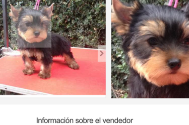 CDMX prohíbe la venta informal de mascotas en redes y crea el Registro de Maltratadores