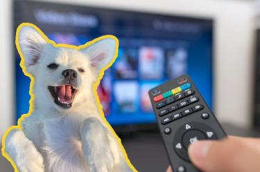 Películas protagonizadas por perritos que no te puedes perder