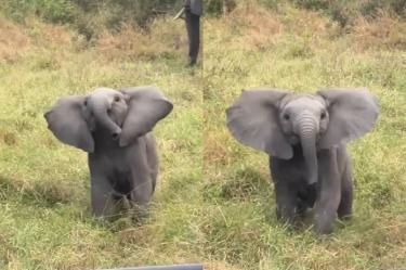 El video viral muestra al bebé elefante avanzando decidido hacia un automóvil lleno de visitantes en plena sabana africana.
