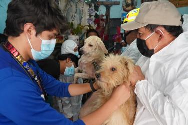 Los animales fueron trasladados al hospital veterinario de la Ciudad de México para recibir atención médica,