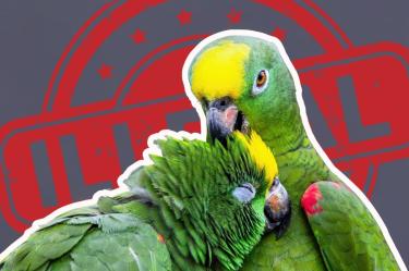 ¿Es legal tener un loro como mascota en México? Esto dice la ley para evitar el tráfico ilegal