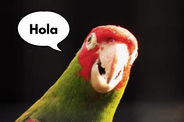 ¿Por qué los loros hablan?