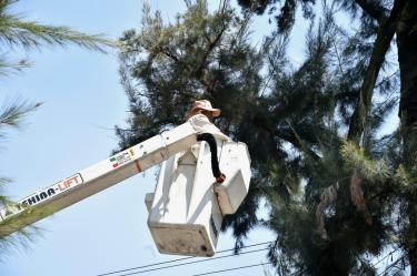 Los vecinos acusaron que se han realizado podas ilegales para liberar la vista de anuncios espectaculares