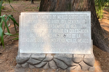 Gobierno de la CDMX declara Patrimonio Natural a los ahuehuetes de Tacuba y el Parque España.