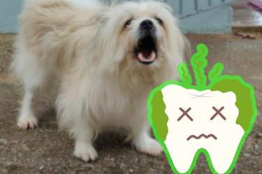 ¿Cómo eliminar el mal aliento de tu perro?