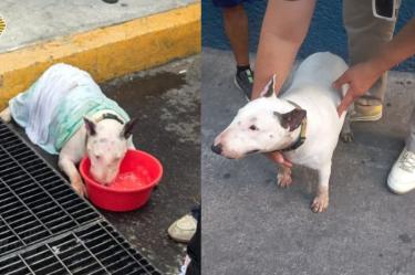 En la CDMX el maltrato animal se castiga con penas de seis meses a cuatro años de prisión