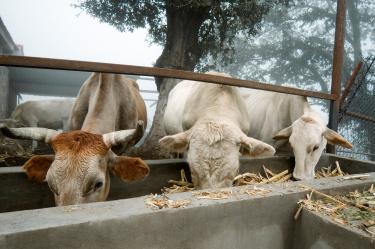 El USDA activó un estricto protocolo de respuesta que incluye la dispersión semanal de cuatro millones de moscas estériles para frenar su reproducción.
