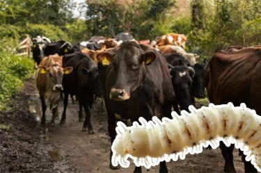 El gusano barrenador deposita sus huevos en heridas abiertas y sus larvas se alimentan de tejido vivo.