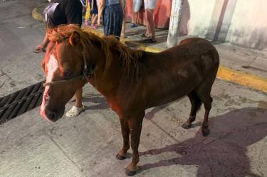 Personal de Protección Civil de Tabasco utilizó un sistema de poleas para rescatar a un potrillo atrapado en una alcantarilla.
