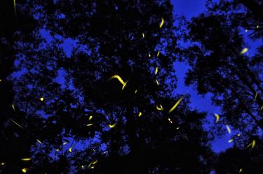 NANACAMILPA, TLAXCALA, 20JULIO2017.- Cada año, en los meses de junio, julio y agosto, los bosques de Nanacamilpa, Tlaxcala, son sede del avistamiento de luciérnagas, un espectáculo natural de luces amarillas único en su tipo, ya que solo se puede observar en México y Nueva Zelandia. En las más de 4 mil hectáreas de bosques de oyamel, pino y encino, la especie endémica del lugar, Macrolampis palaciosi , sale de las hojarascas entre la humedad de la tierra para iniciar su ritual de apareamiento.FOTO: DIEGO SIMÓN SÁNCHEZ /CUARTOSCURO.COM