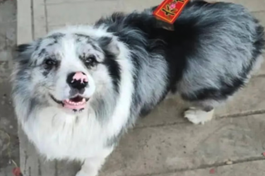 El perro influencer Chutou fue robado y sacrificado en China; el caso reavivó el debate sobre el consumo de carne de perro y la protección animal.