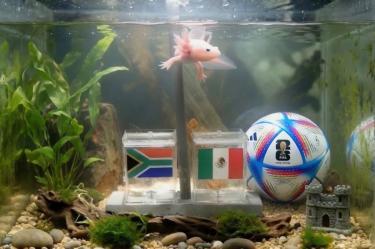 México y Sudáfrica inaugurarán el Mundial 2026 con victoria del Tri, según 'Paco el ajolote'.