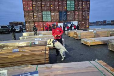 Funcionarios de Aduanas de Chile y un perro detector inspeccionan paquetes de madera en un puerto durante un operativo antidrogas.