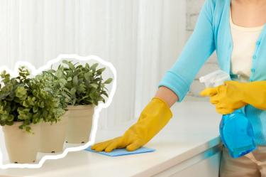 Plantas que te ayudan reducir el polvo