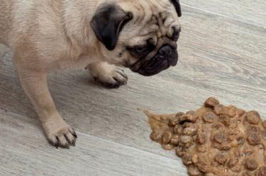 ¿Por qué mi perro vomita la comida sin digerir?
