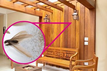¿Cómo eliminar las polillas de la madera?