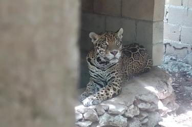 Rescatan 15 ejemplares de fauna silvestre enjaulados en Playa del Carmen