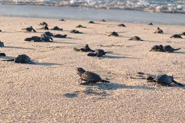 La temporada de llegada masiva de tortugas marinas en el Santuario Morro Ayuta, en la región del Istmo de Tehuantepec, rompió récord este año al superar los datos estadísticos.