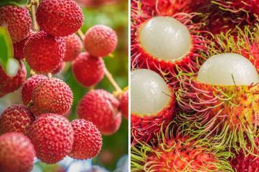 Diferencias entre litchi y rambután