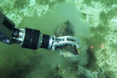 Millones de años después, un cementerio de ballenas sigue revelando sus secretos