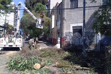 Elementos del Heroico Cuerpo de Bomberos de la Ciudad de México y personal de emergencias se encargaron de seccionar los árboles