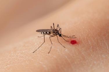 El medicamento común que puede complicar un cuadro de dengue