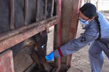 Casos de Gusano Barrenador del Ganado