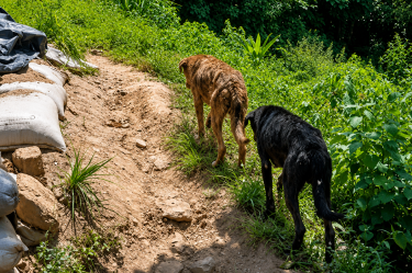 Perritos gusano barrenador
