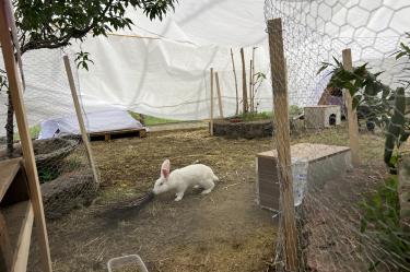 La Procuraduría Ambiental y del Ordenamiento Territorial (PAOT) aseguró a los 23 animales del laboratorio y los reubicó en el Santuario Slady.