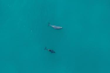 Científicos y jóvenes de San Felipe rastrean con el ADN ambiental a la vaquita marina.