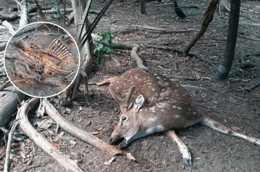 En el zoológico YAMKÁ, los venados se mueren incluso recién nacidos, luego de que zopilotes llegan y se los comen.
