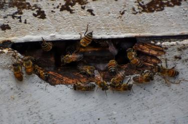 La agresividad de los insectos provocó momentos de pánico entre quienes se encontraban en la zona.