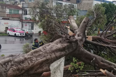 árbol caído