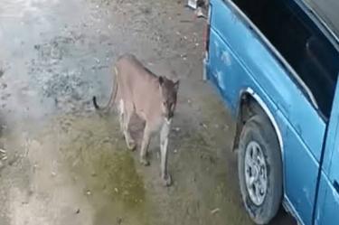 Se hizo un llamado a los habitantes de no acercarse, perseguir ni intentar capturar al animal.