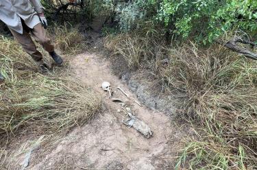 El Colectivo Amor por los Desaparecidos en Tamaulipas localizó siete fosas clandestinas con siete cuerpos en un predio urbano del municipio de Miguel Alemán, en Tamaulipas.