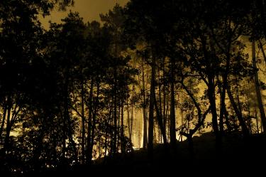 Las llamas se alzan en el bosque de Fontainebleau tras declararse un incendio forestal a última hora de la tarde del 12 de julio de 2026. El fuego que arrasa el bosque de Fontainebleau, al sur de la región parisina, es de "magnitud excepcional", según declaró el subprefecto de la zona.