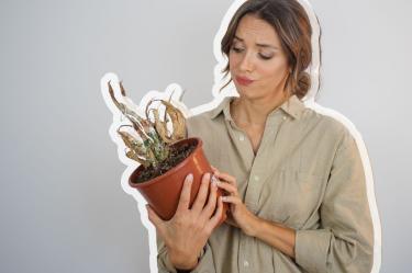 ¿Cómo elegir la maceta adecuada para tus plantas?