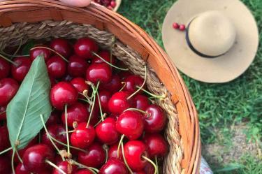 Cómo conservar cerezas frescas