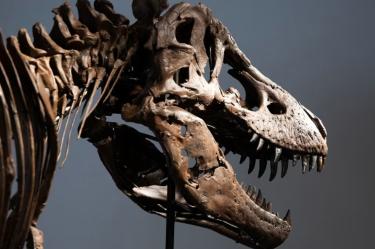El T-Rex 'Gus' fue vendido en subasta